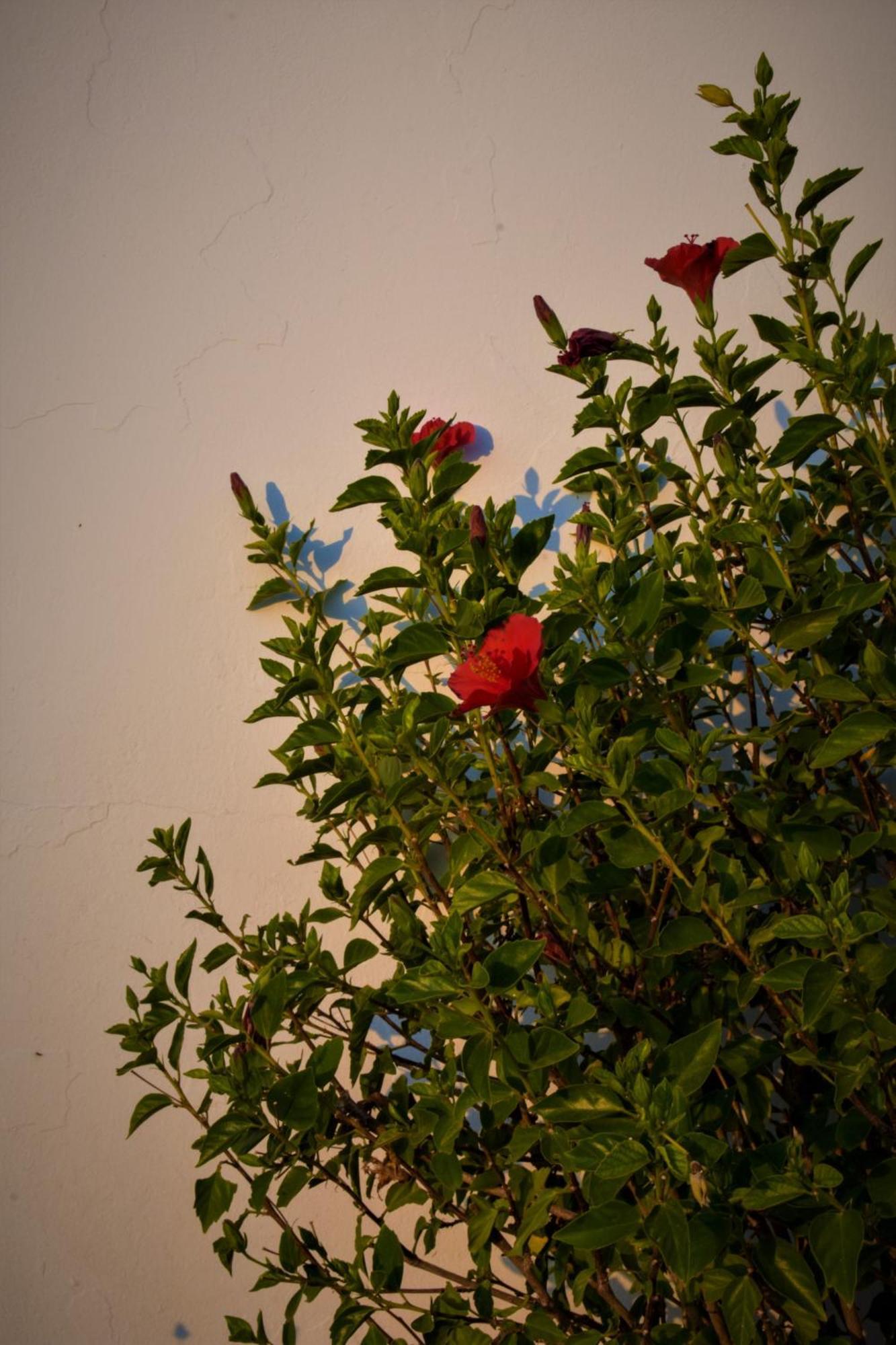 Villa Maniati Studios Agios Petros Exterior photo